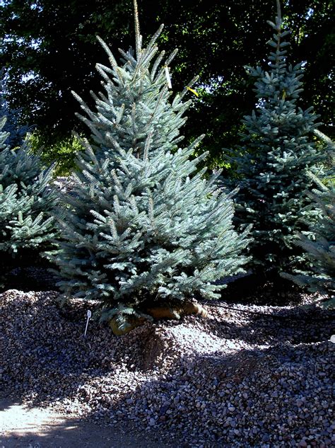 Fat Albert Blue Spruce Knechts Nurseries And Landscaping
