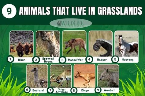 9 Animals That Live In Grasslands With Pictures Wildlife Informer