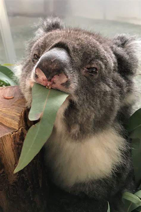 Guinness World Records Midori 24 Year Old Koala Becomes The Oldest