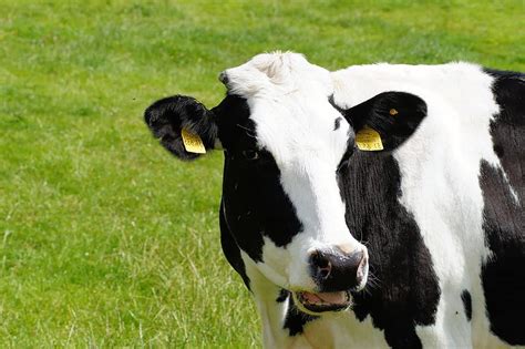 cow milk cow holstein cattle cattle breed schwarzbunt portrait pasture head noble chew