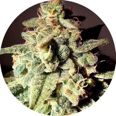 Save up to 80% off msrp. Micron Auto Tao by Top Tao Seeds from Seed City