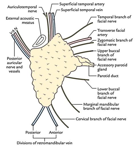 Parotid Gland Duct Anatomy