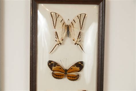 Vintage Preserved Butterfly Art Framed Butterflies Exotic Framed