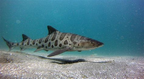 Leopard Shark Alchetron The Free Social Encyclopedia