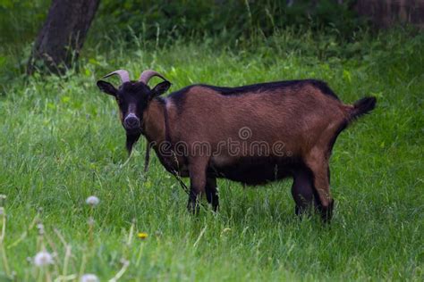 Goat On Green Grass Stock Image Image Of Field Happy 71585463