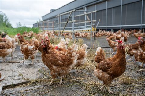 Bird Welfare Advances Highlighted In Morrisons Annual Report Poultry