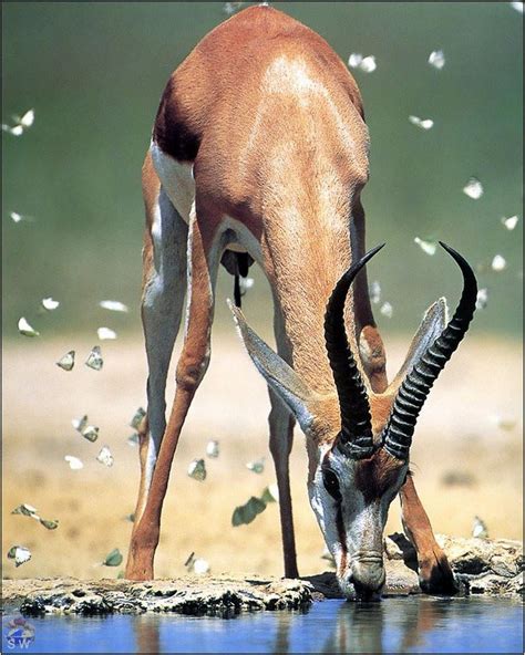 Lovely Springbok Antelope Drinking At A Watering Hole Animaux