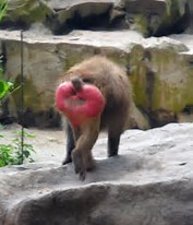 Image result for baboons arse