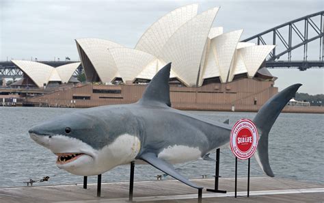 10-Foot Long Great White Shark Kills Australian Surfer | Heavy.com