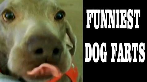 Funny Dog Farts The Ultimate Compilation New Hd Youtube