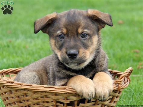 The loyal and friendly golden rottie is a devoted and protective family pet that brings together the best of two large breed dogs; Gallery For > Blue Heeler Golden Retriever Mix Puppies