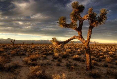 Joshua Tree At Sunset Mojave Desert California Oc 2530×1720