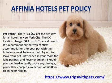 PPT - Pet-Friendly Policies Pet-Friendly Hotels Guide PowerPoint