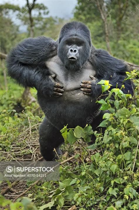 Mountain Gorilla Gorilla Gorilla Beringei Silverback Beating Chest