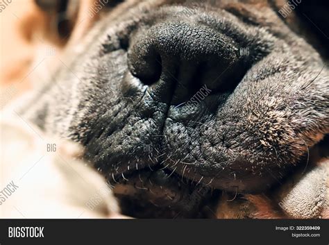 Close Boxer Dog Nose Image And Photo Free Trial Bigstock