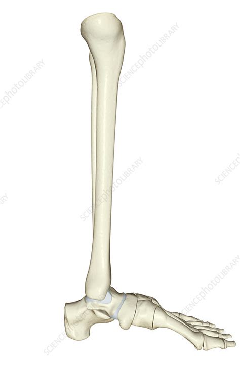 The Bones Of The Leg Stock Image F0015727 Science Photo Library