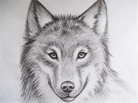 Wolf Ii By Mcorderroure On Deviantart