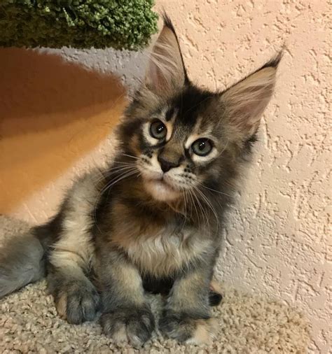 Maybe you would like to learn more about one of these? Pin on Maine Coon Love