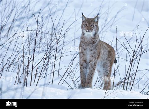 Eurasischer Luchs Eurasischer Luchs Lynx Lynx Stockfotografie Alamy