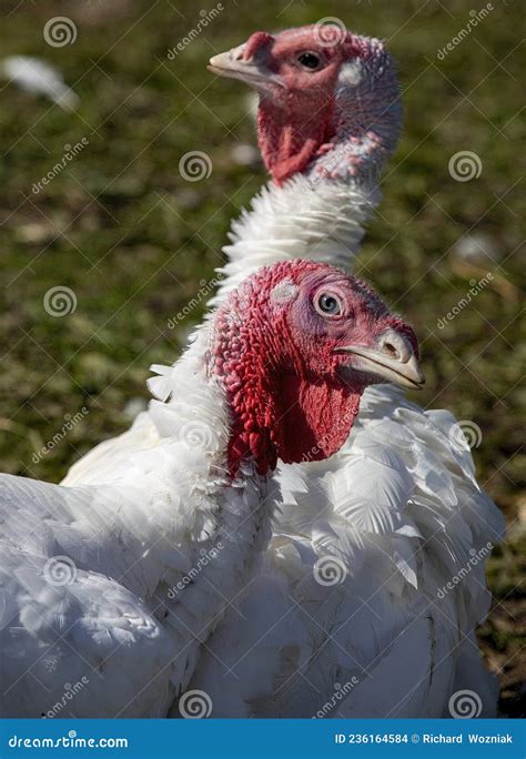 Pair Of Turkeys Stock Photo Image Of Galliformes Autumn 236164584