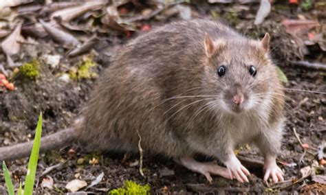 Norway Rat Information Cooks Pest Control