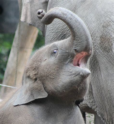 Baby Asian Elephant Rotterdam Zoo Gallery Elephant Asian Elephant