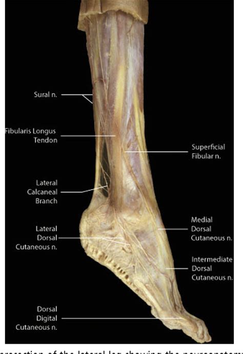 Figure 1 From Current Diagnosis And Treatment Of Superficial Fibular