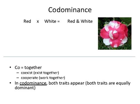 However, he only was able to describe simple or complete. Codomiance In Genetics Refers To: - Co Dominance And Multiple Alleles Based On Blood Group ...