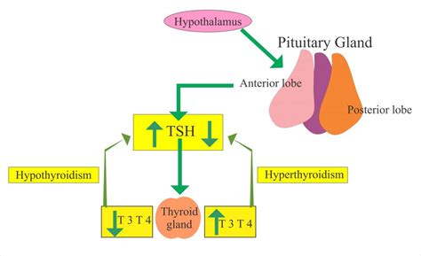 Thyroid Part 2 Thyroid Stimulating Hormone Tsh Thyrotropin