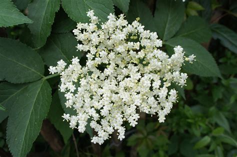 Elder Flower Essence Herbs4you