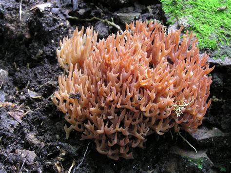 Filecoral Fungus