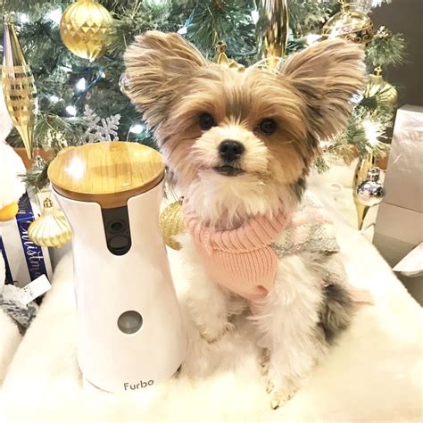 Teacup parti yorkies for sale near me. Pin by Sophia Shen on Parti Yorkie Rylee | Teacup puppies ...