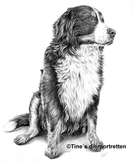 Bernese Mountain Dog Commission By Leontinevanvliet Mountain Drawing