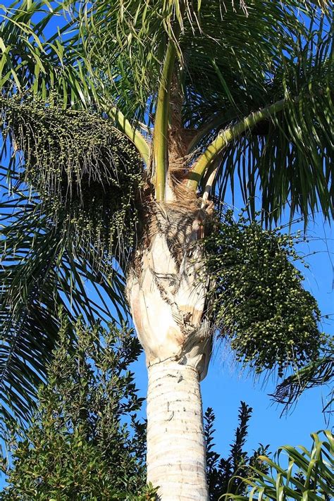 Did You Know About The Fast Grower King Palm Tree Iscape