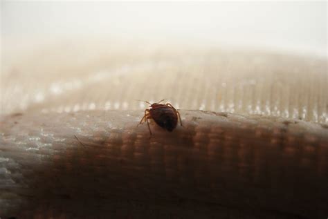 Bed Bug Lincoln And Omaha Ne Abc Termite And Pest Control