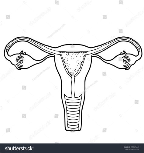 Healthy Beauty Female Reproductive System Stock Vector Royalty Free