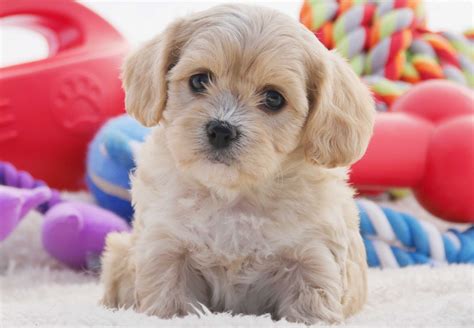 Buy and sell dogs to buy on animals sale page 1. Cavoodle Puppies For Sale | Chevromist Kennels