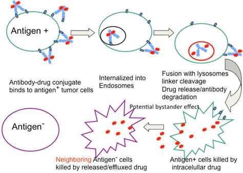 Antibodies Free Full Text Antibody Drug Conjugates As Cancer
