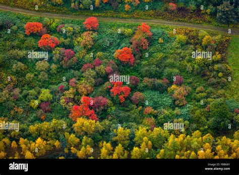 Aerial View Colorful Bushes Autumn Leaves Bushes In Autumn Red