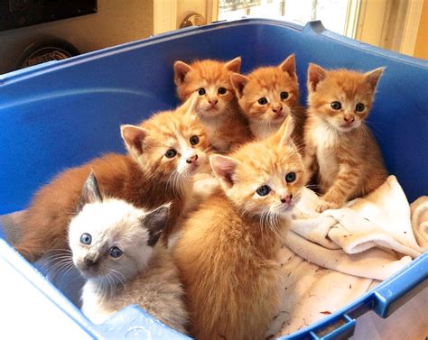 Help I Found Kittens Jerseycats