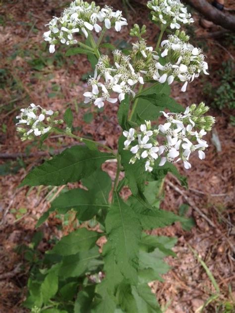 Many of the small white flowers, in various stages of development, may be seen among the larger bracts. Free Plant Identification | Small white flowers ...