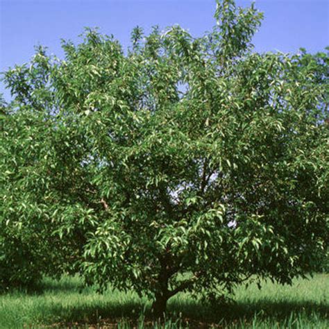 Sugar Tyme Crabapple Trees For Sale At Arbor Days Online Tree Nursery