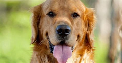 15 Signs That Indicate Youre A Crazy Golden Retriever