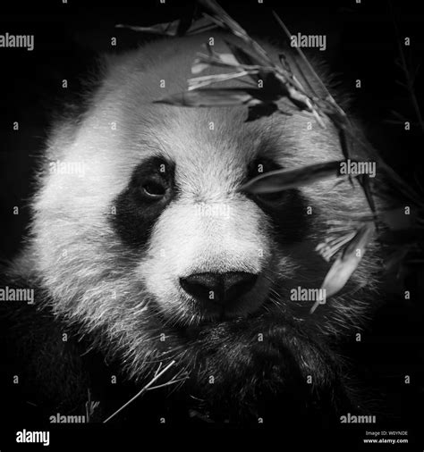 Panda Art Hi Res Stock Photography And Images Alamy