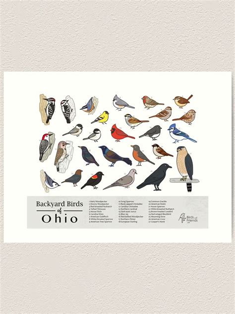 Ohio Backyard Birds Of Ohio Field Guide Print Bird Art Print