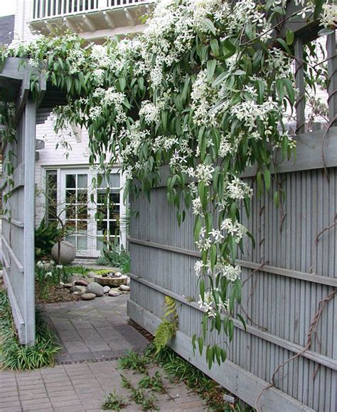 Armandii snowdrift clematis clematis armandii 'snowdrift'. Creating a Private Haven | Evergreen vines, Evergreen ...