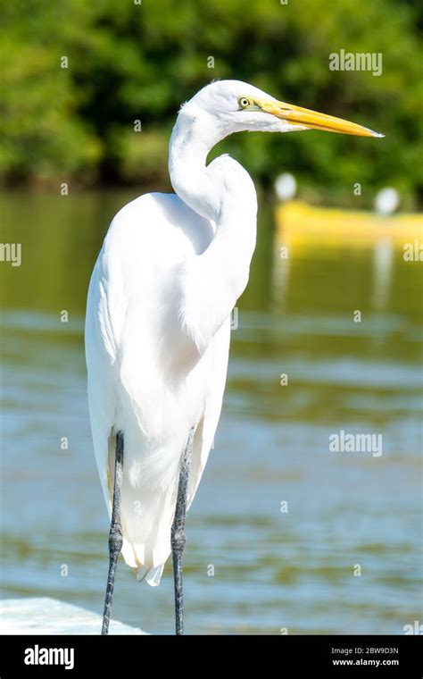 The Elegant Great Egret Great Egrets Are Tall Long Legged Wading