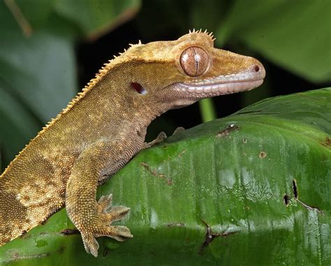 Brown Lizard On Top Of Green Leaf Gecko Close Up Macro Portrait