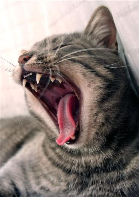 Cats Yawn A Gallery On Flickr