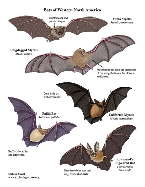 Bats Of North America Giant Poster Building Downloadable Only